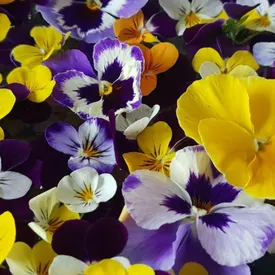 Пищевые цветы МИКС (Фиалка, Виола, Бегония, Герань, Гвоздика)